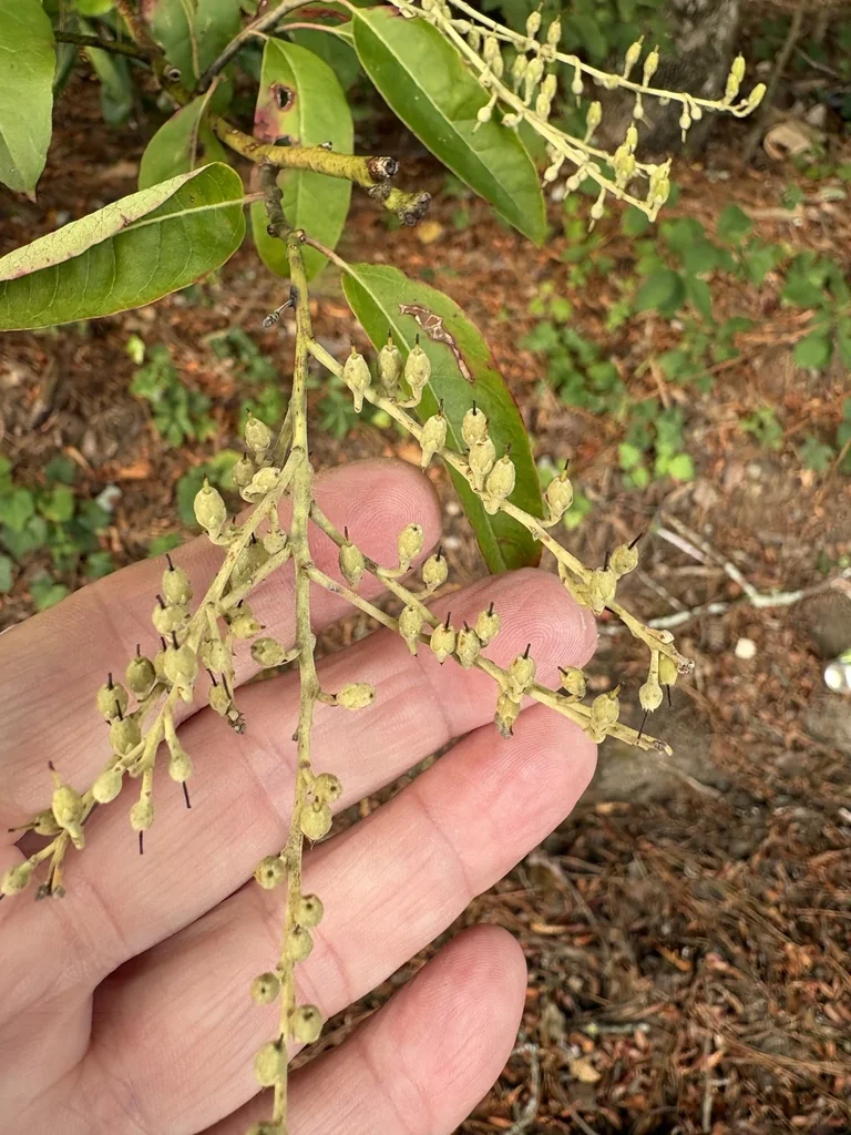 Oxydendrum Arboreum