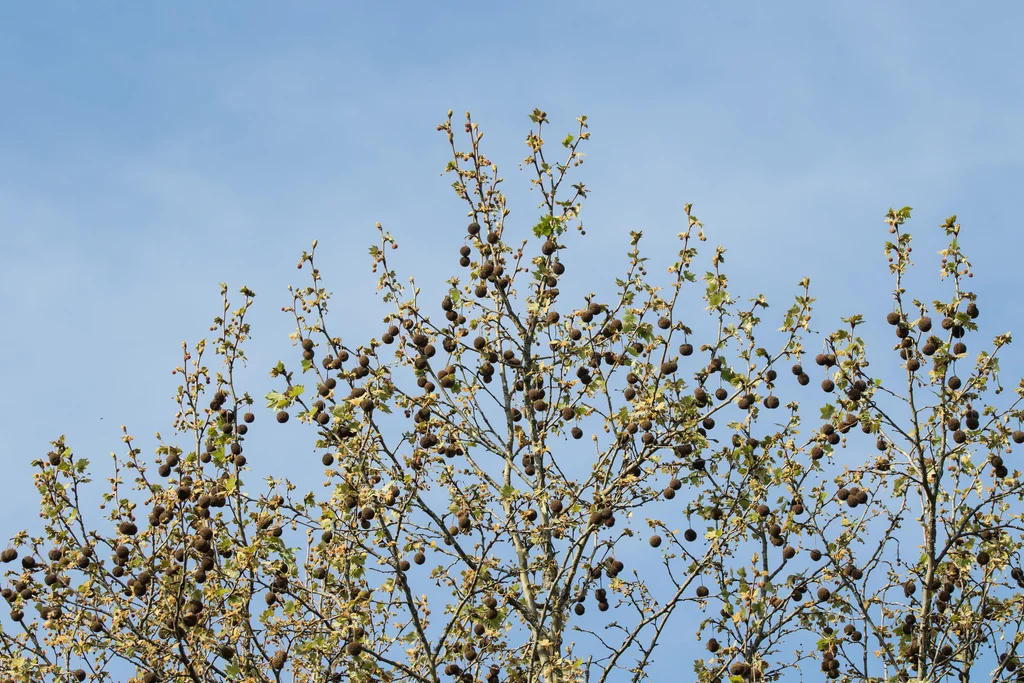 Platanus X Hispanica