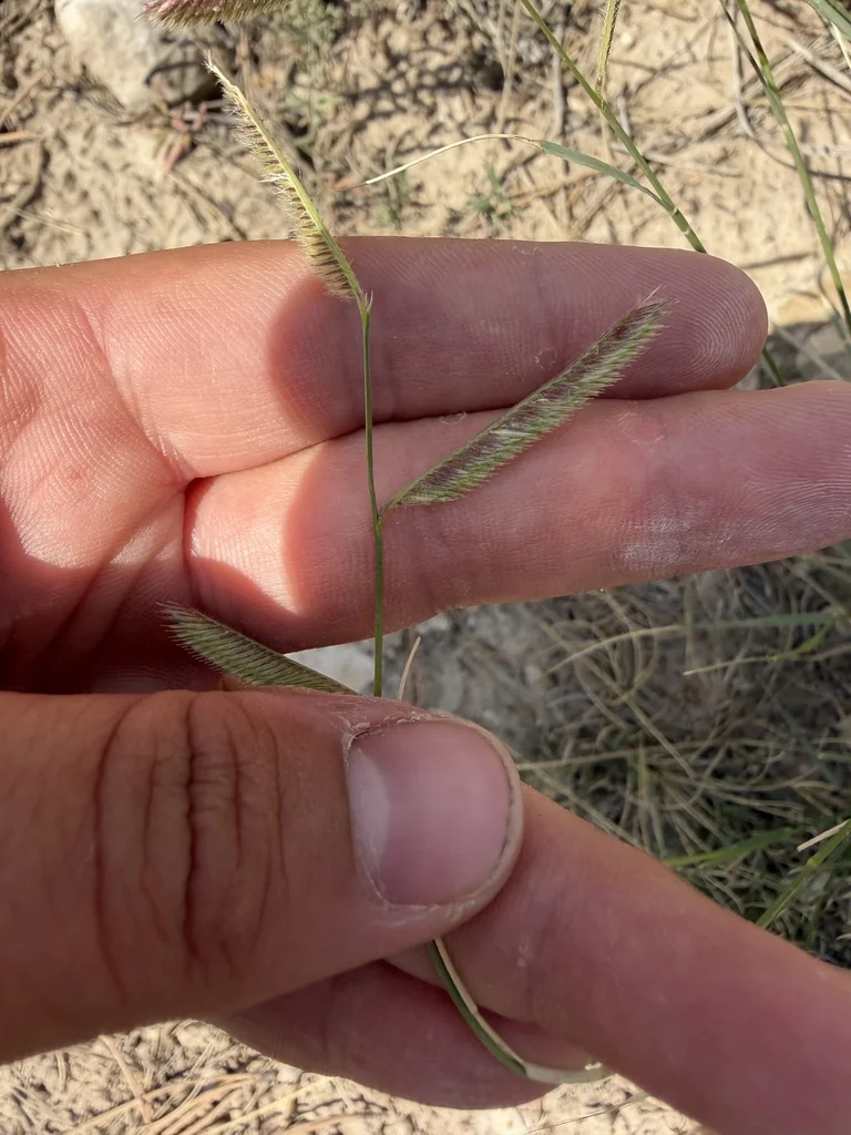 Bouteloua Gracilis