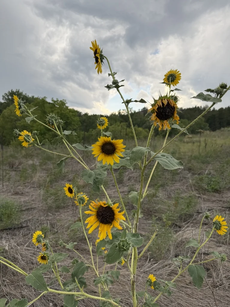 Helianthus Annuus