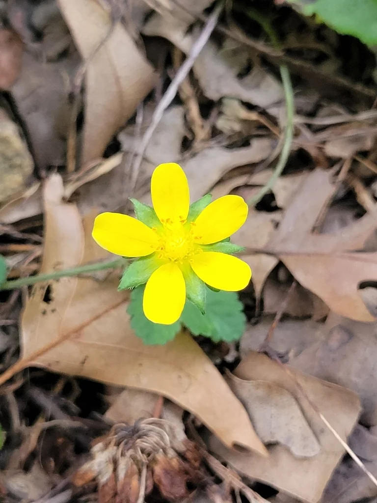 Duchesnea Indica