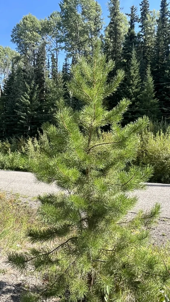 Pinus Contorta