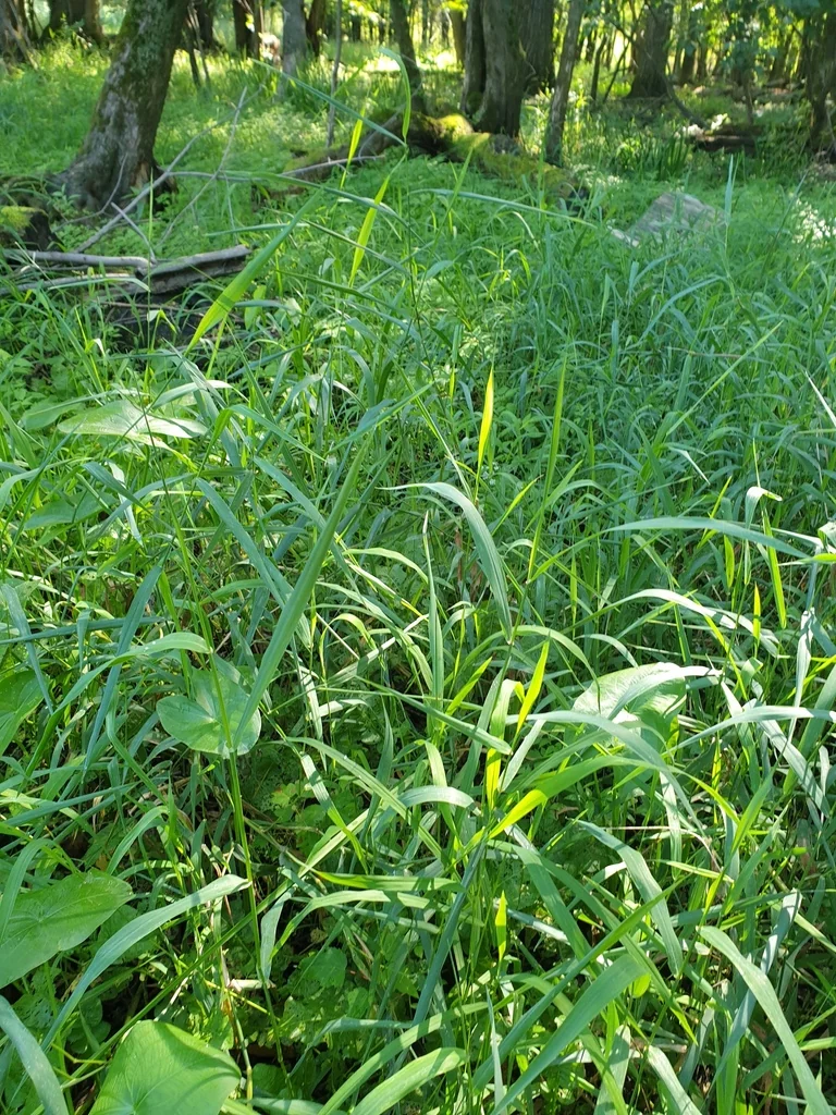 Phalaris Arundinacea Picta