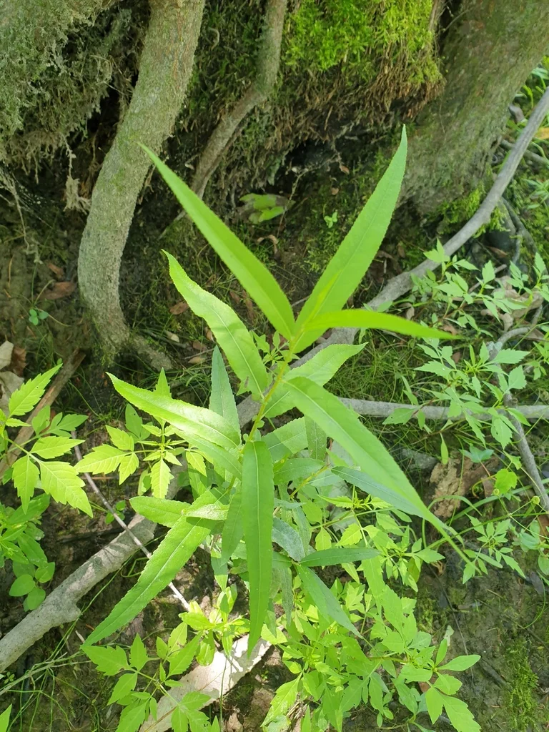 Salix Nigra