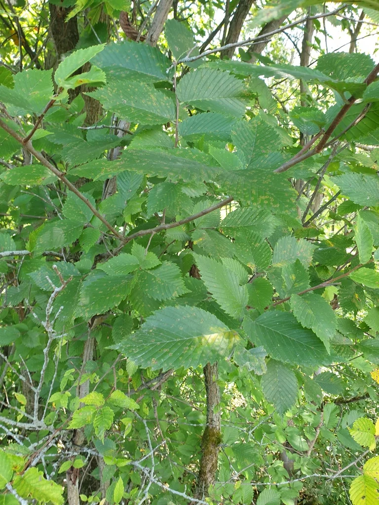 Ulmus Americana