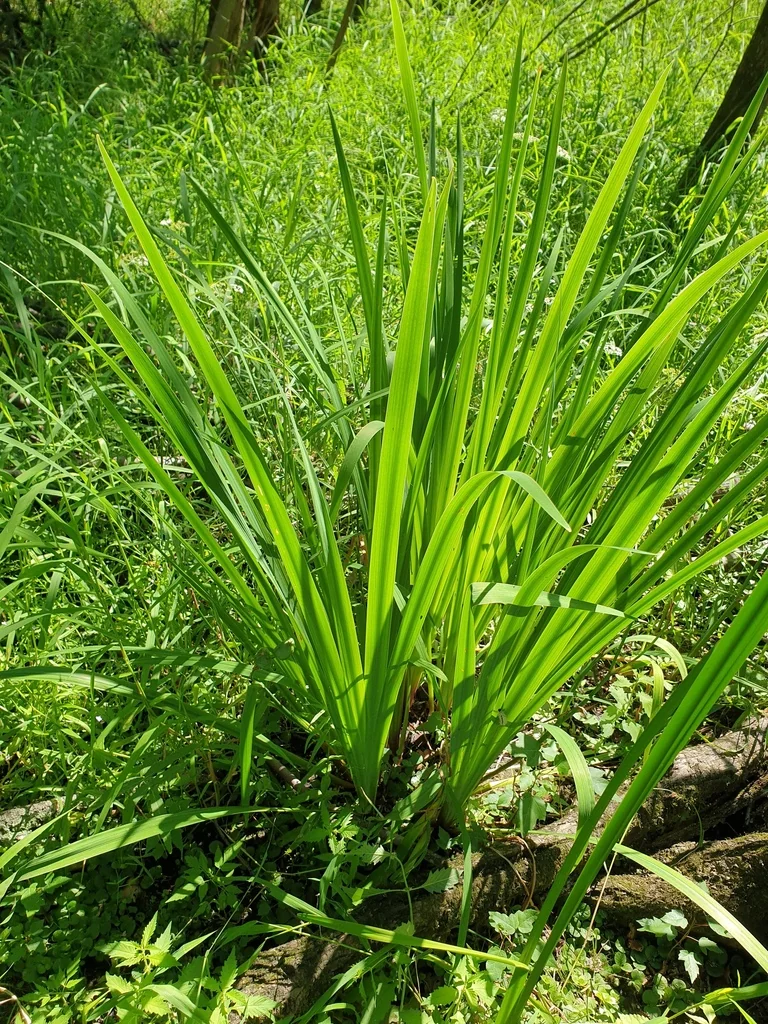 Iris Pseudacorus