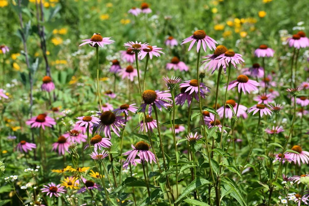 Echinacea Purpurea