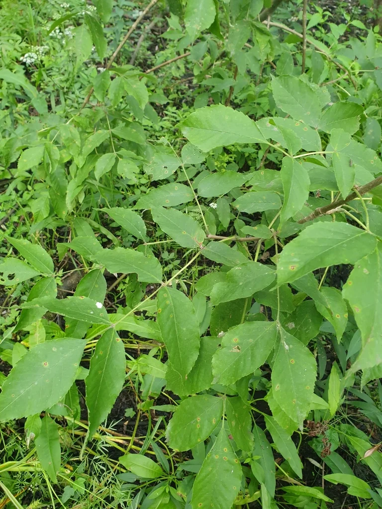 Fraxinus Pennsylvanica