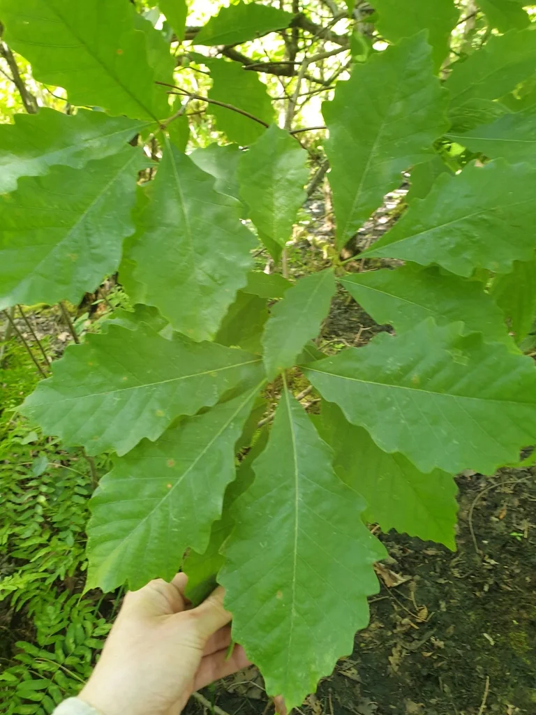 Quercus Bicolor