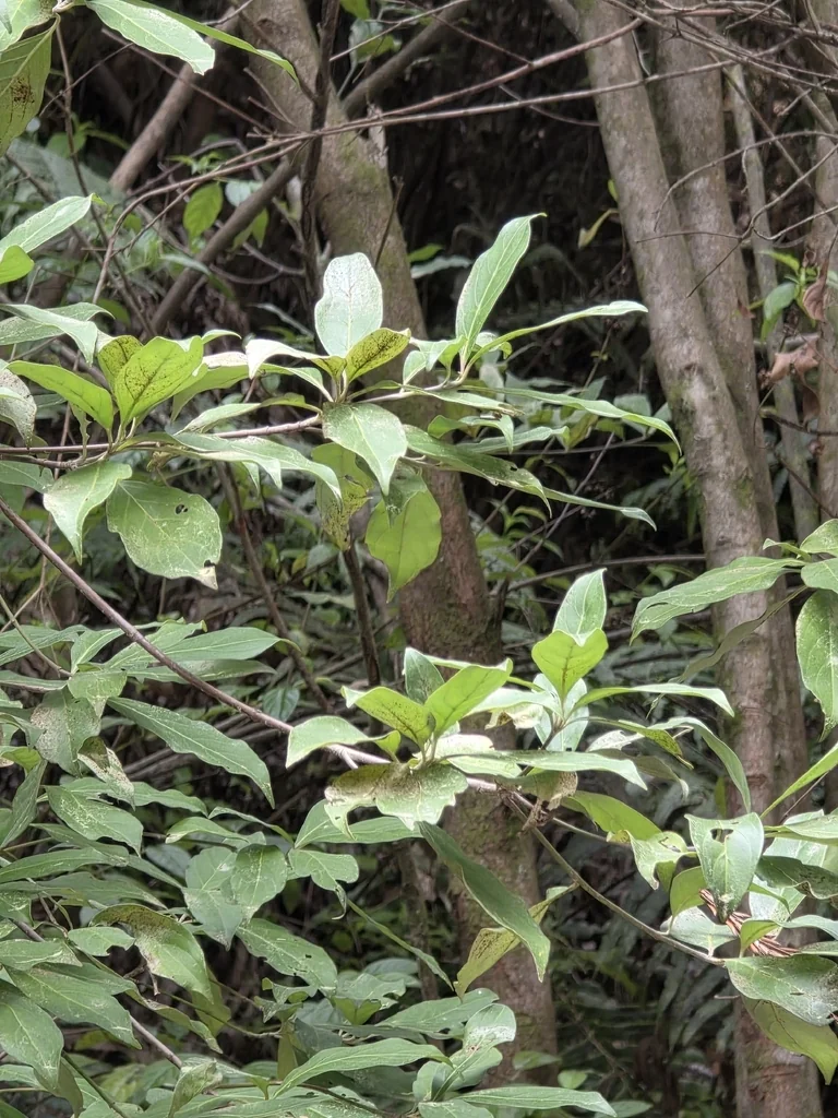 Cornus Capitata