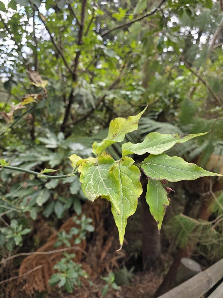 Leycesteria formosa
