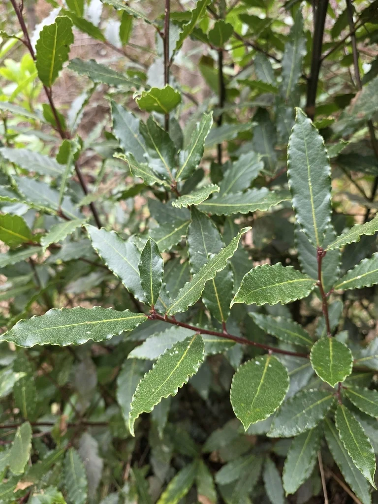 Laurus Nobilis