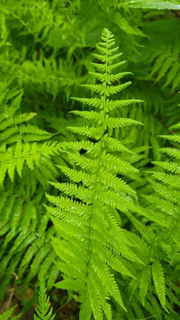 Thelypteris Noveboracensis