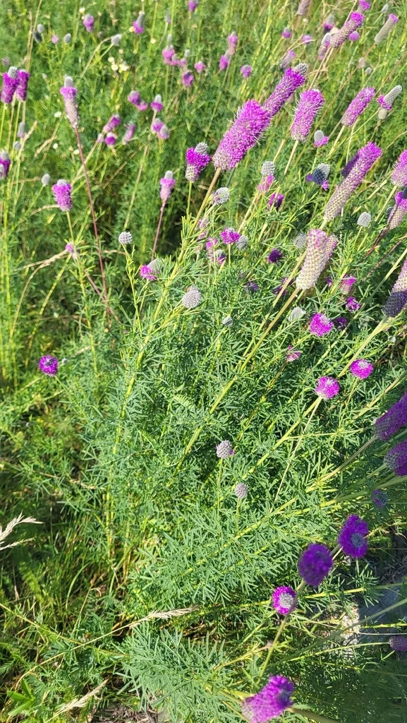 Dalea Purpurea