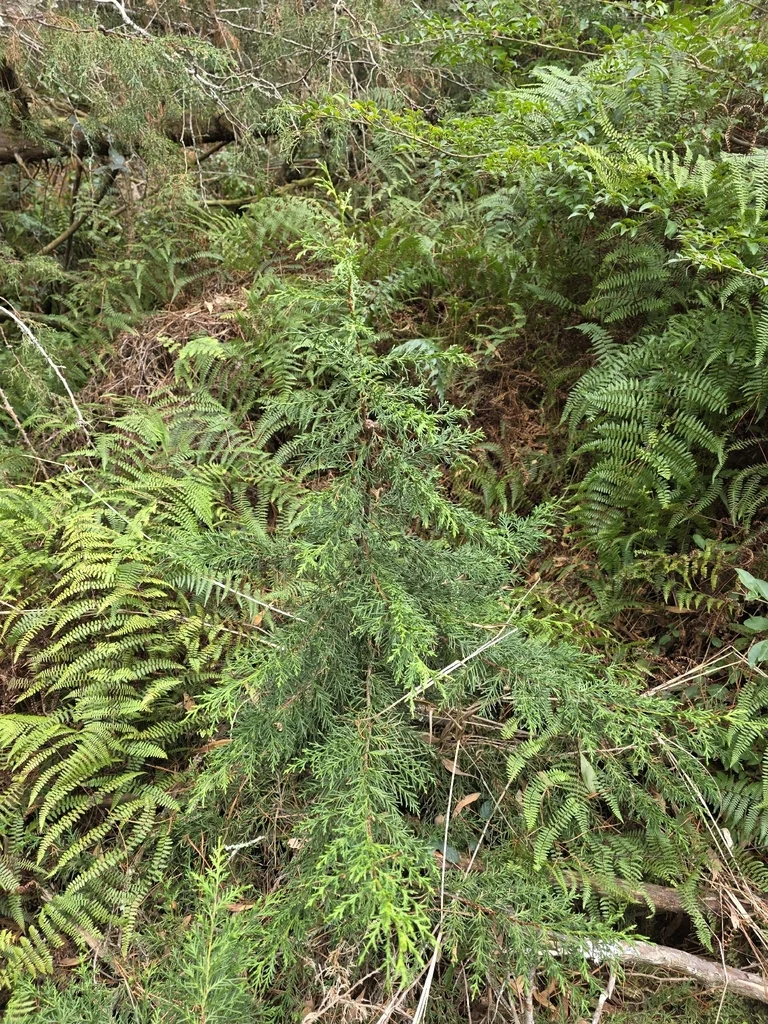 Cupressus Macrocarpa