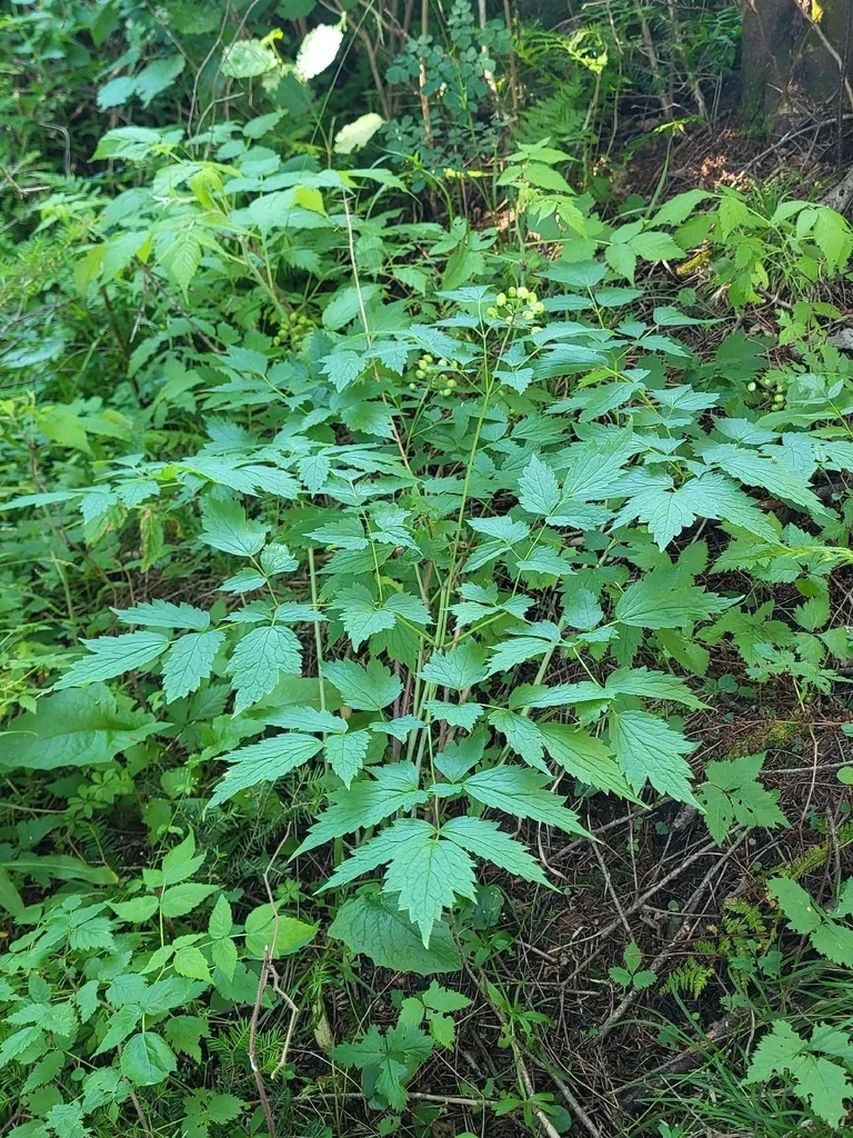 Actaea Rubra