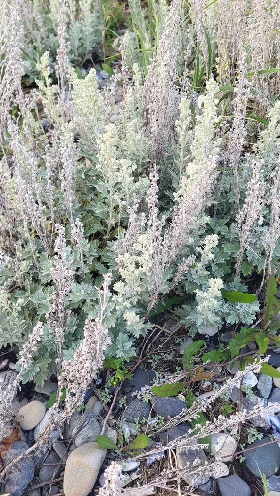 Artemisia stelleriana