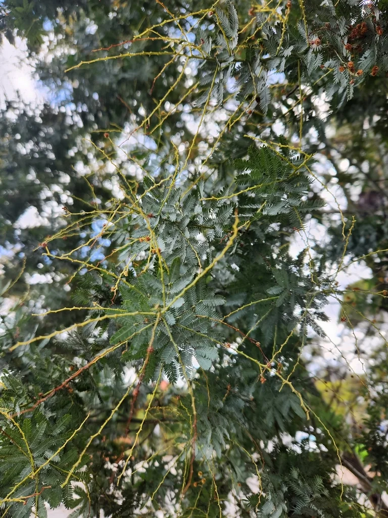Acacia Baileyana