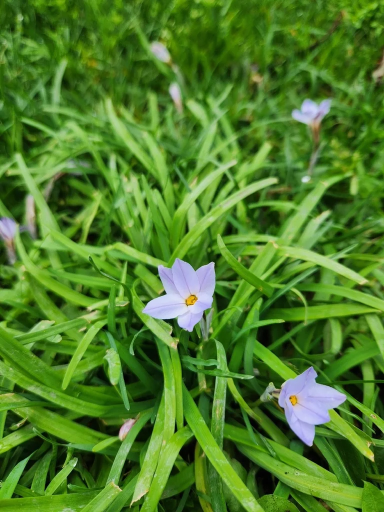 Ipheion Uniflorum