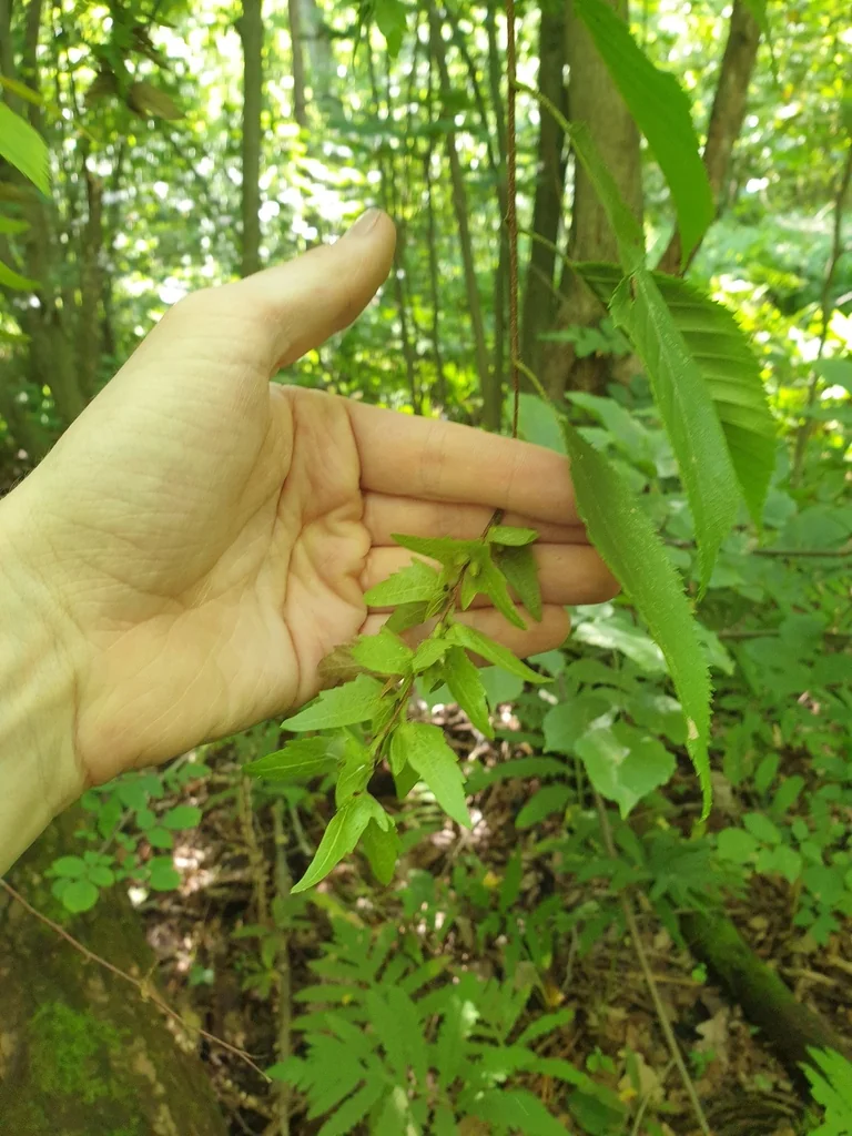 Carpinus Caroliniana