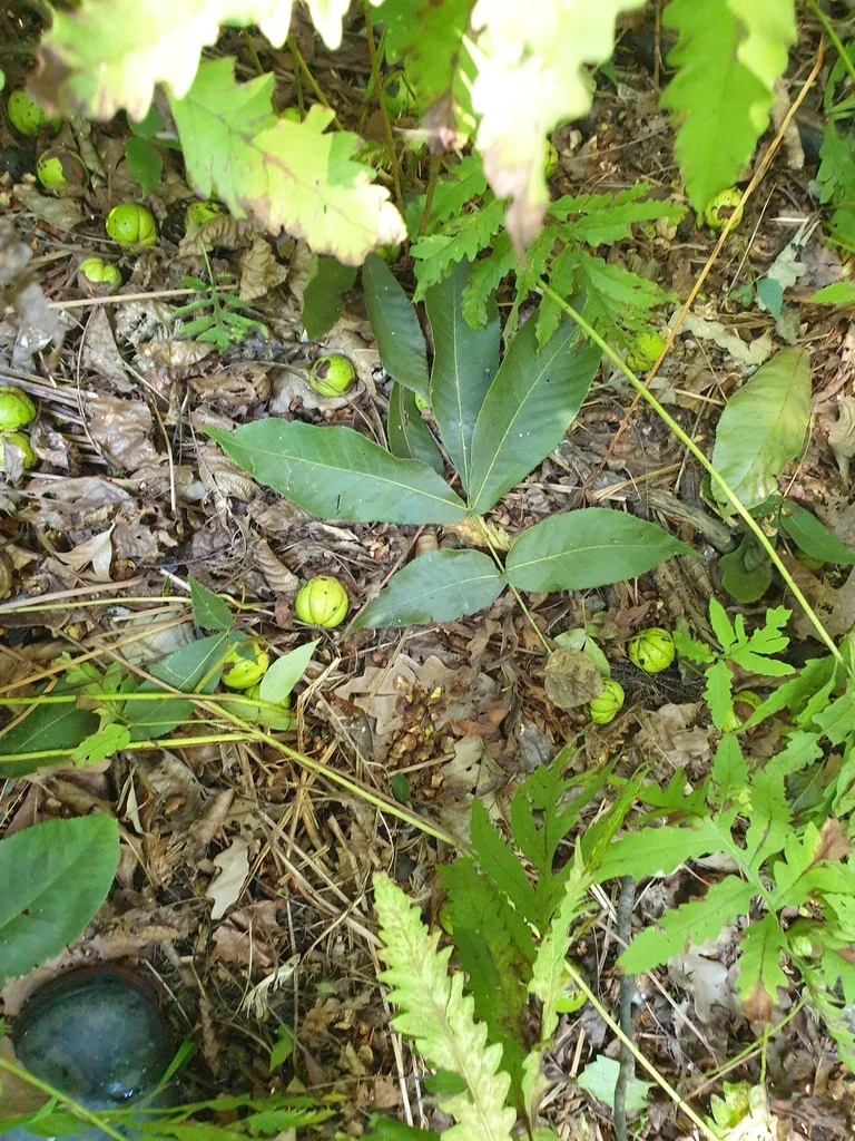 Carya Ovata