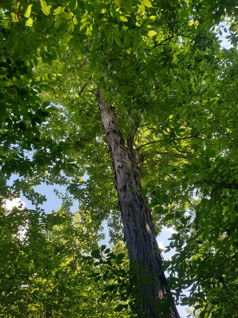 Carya Ovata