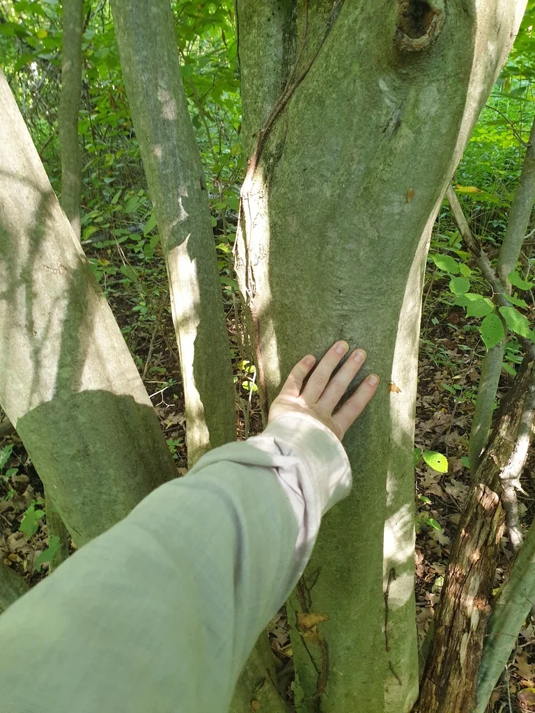 Carpinus Caroliniana