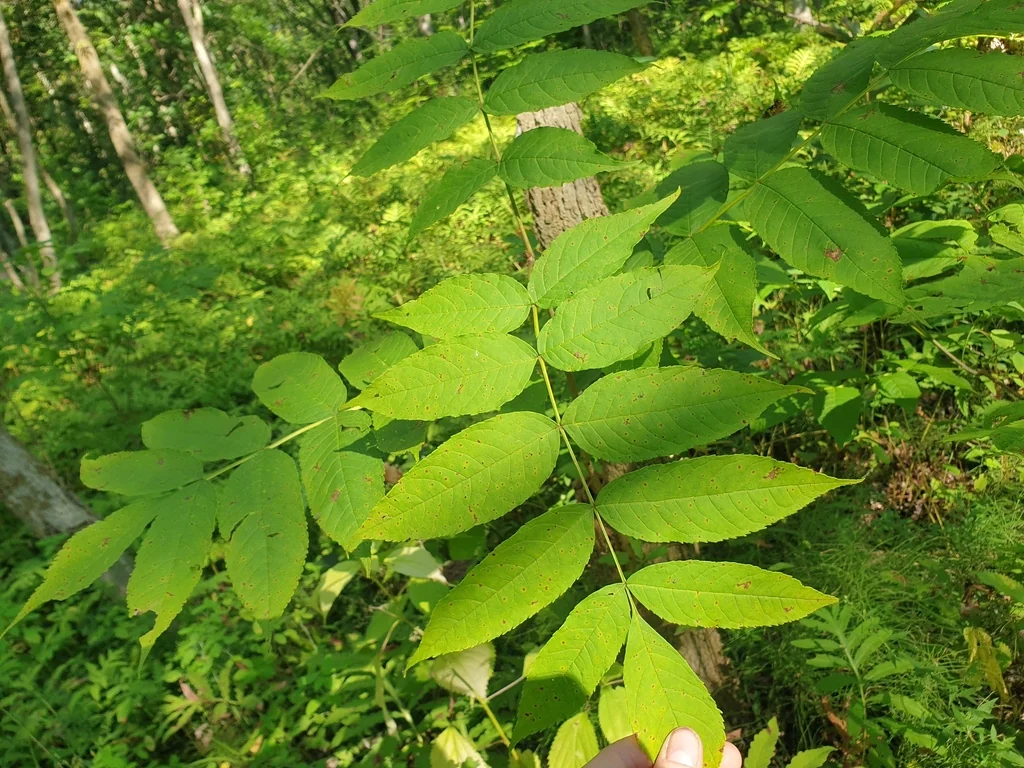 Fraxinus Nigra