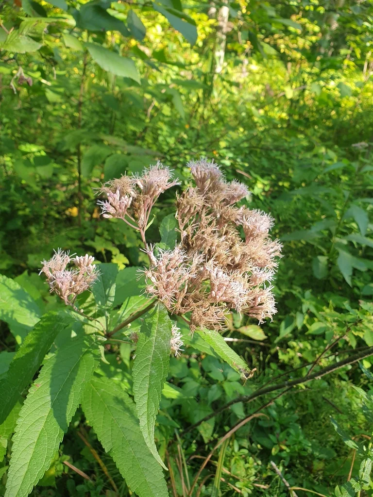 Eutrochium Maculatum
