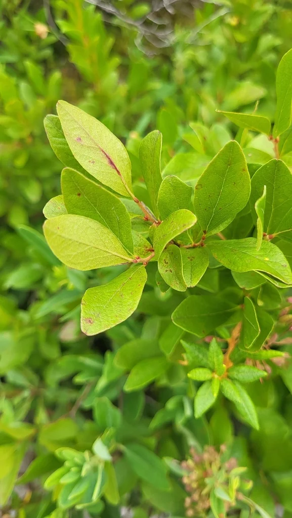 Gaylussacia Baccata