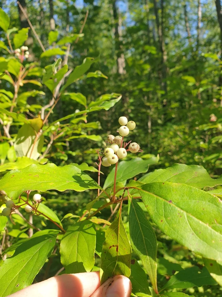 Cornus Racemosa