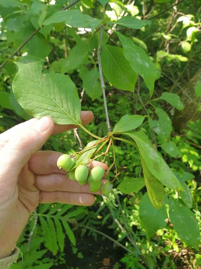 Viburnum Lentago