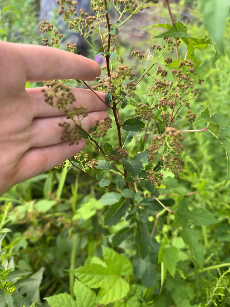 Spiraea Alba