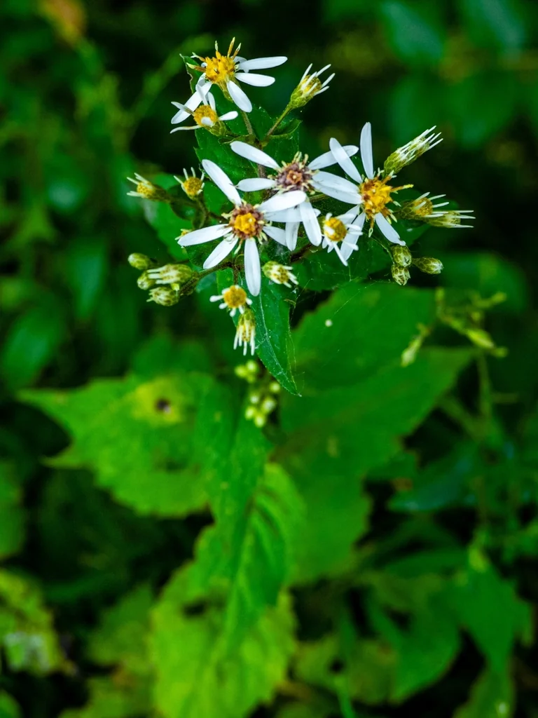 Eurybia divaricata