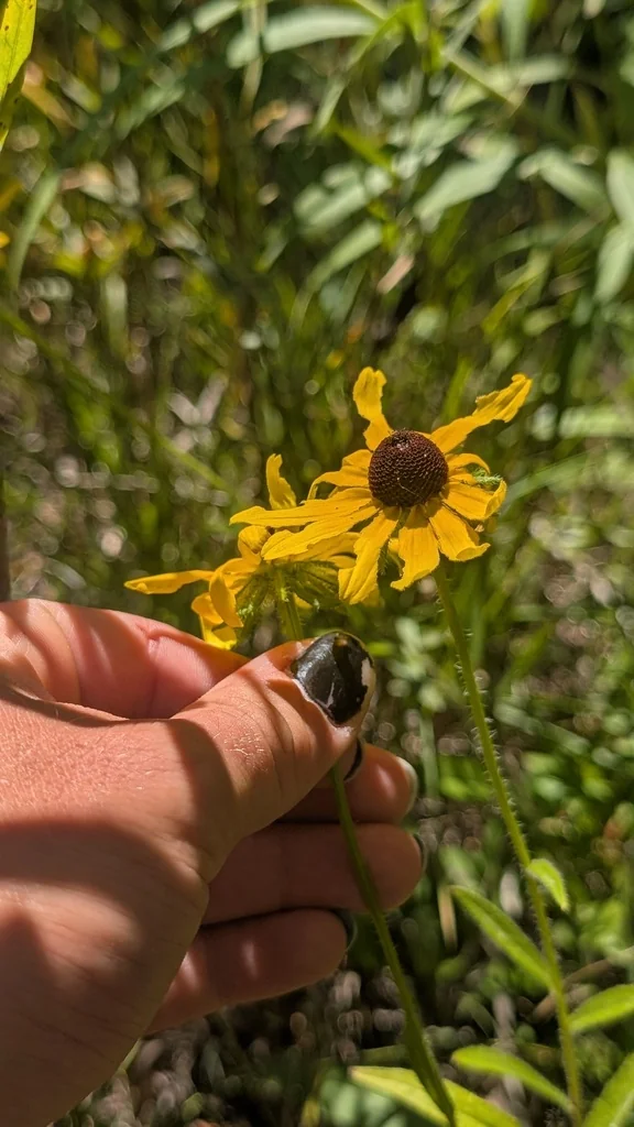 Rudbeckia Hirta