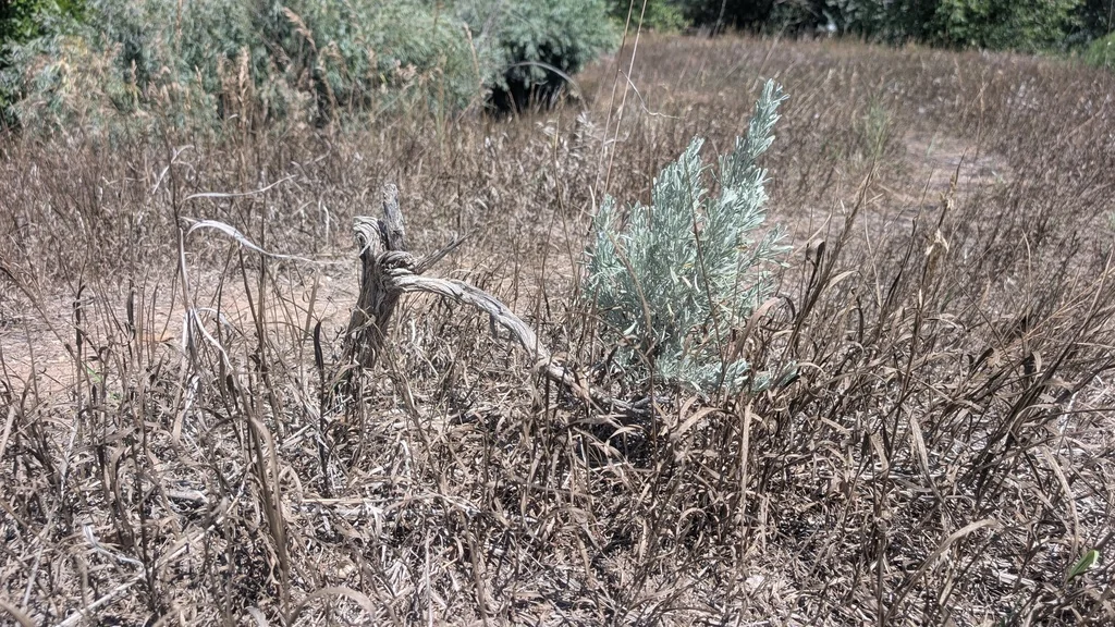 Artemisia Tridentata