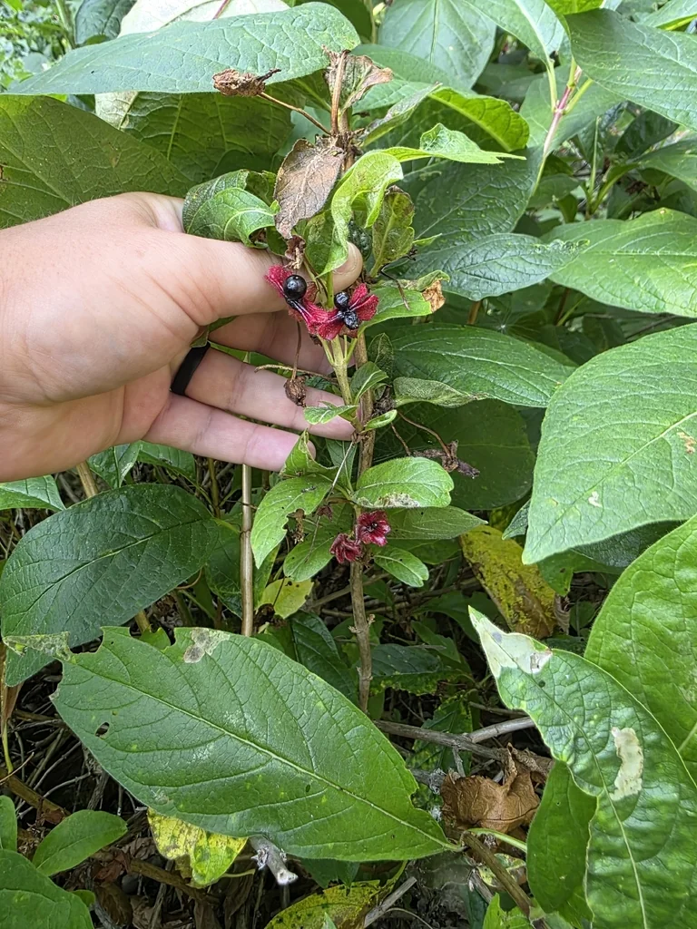 Lonicera Involucrata