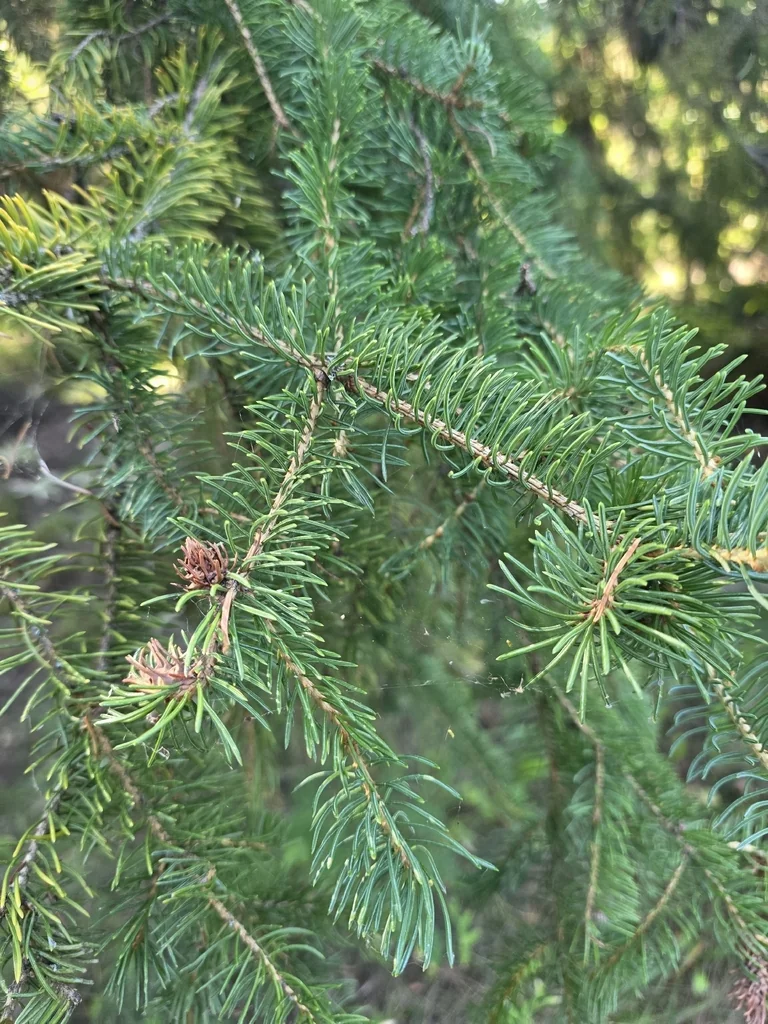 Picea Glauca