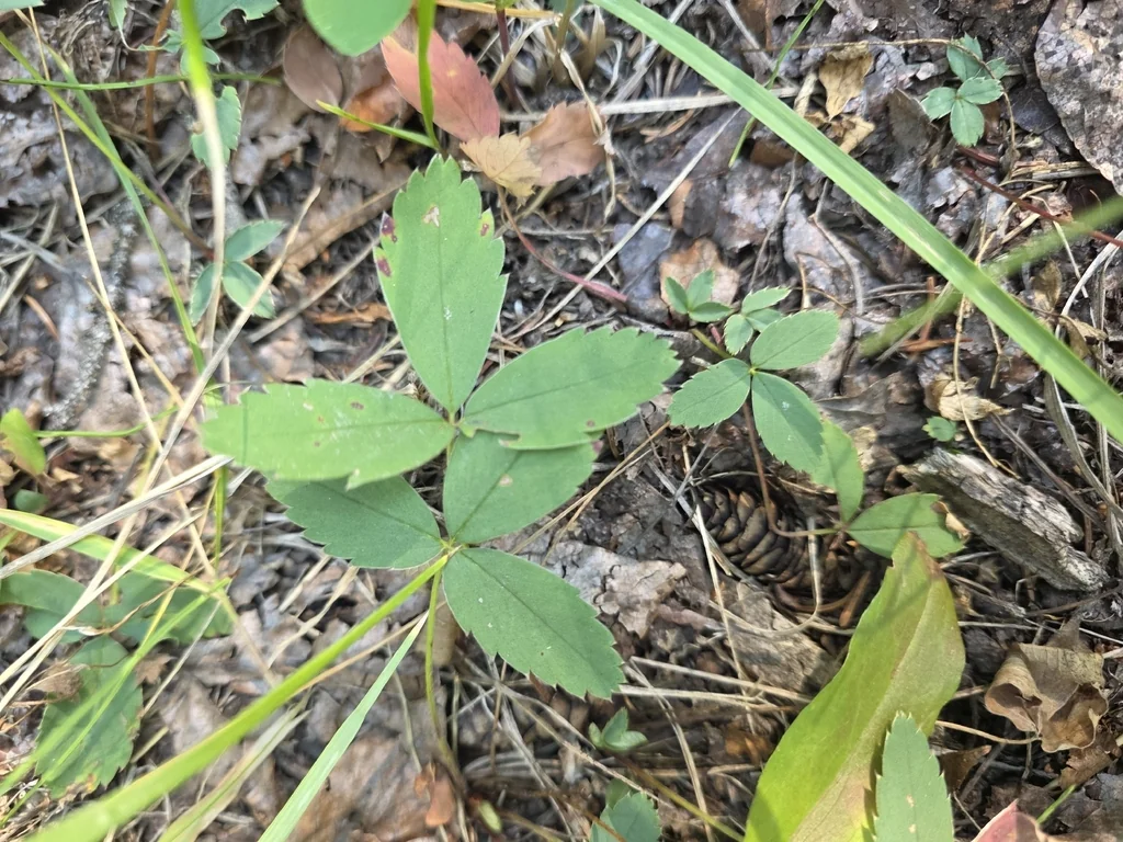 Fragaria Virginiana