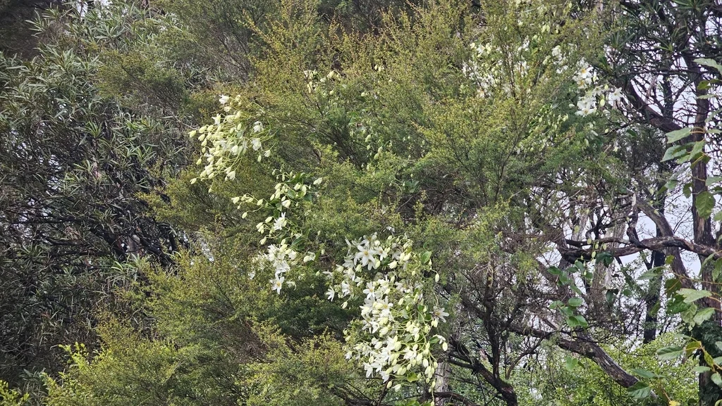 Clematis Paniculata