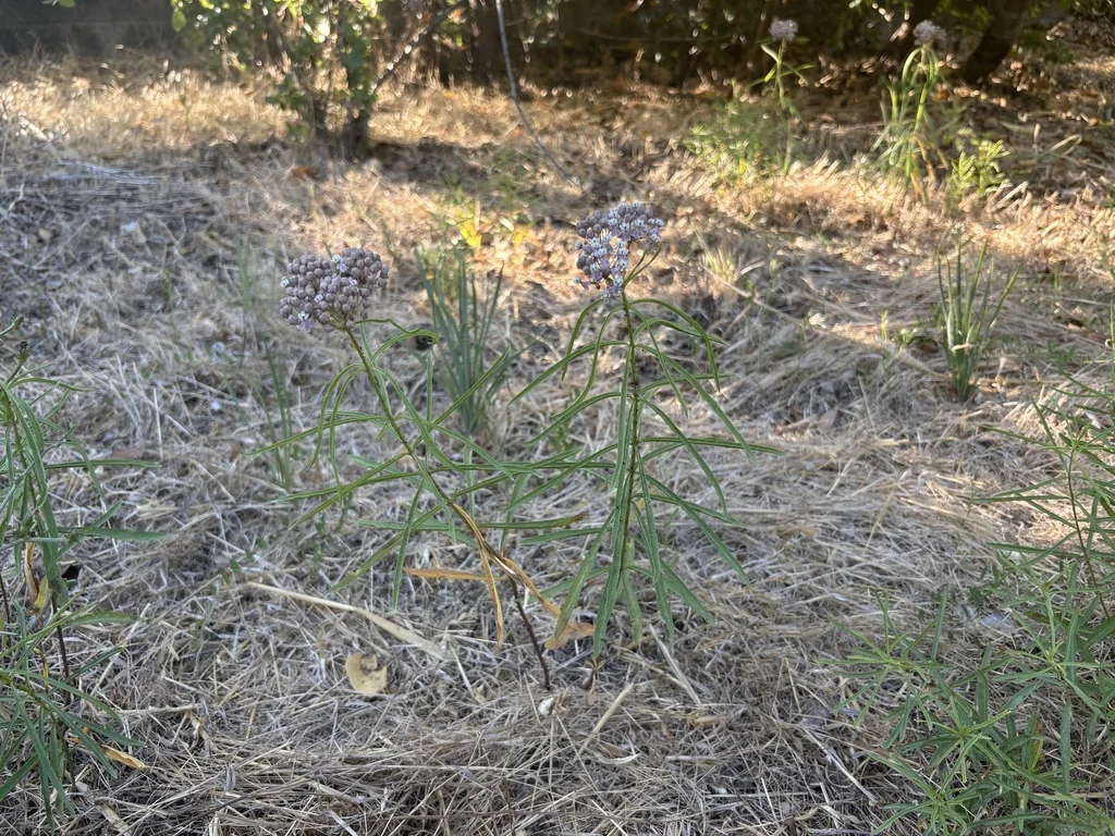 Asclepias Fascicularis