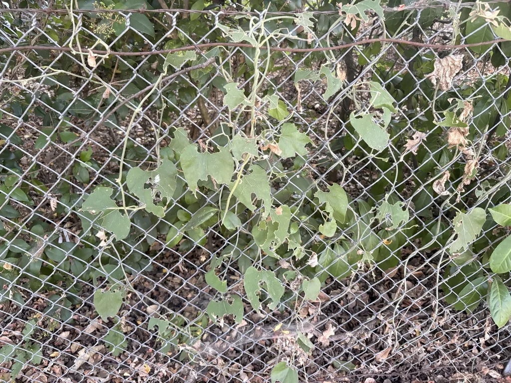 Aristolochia Californica