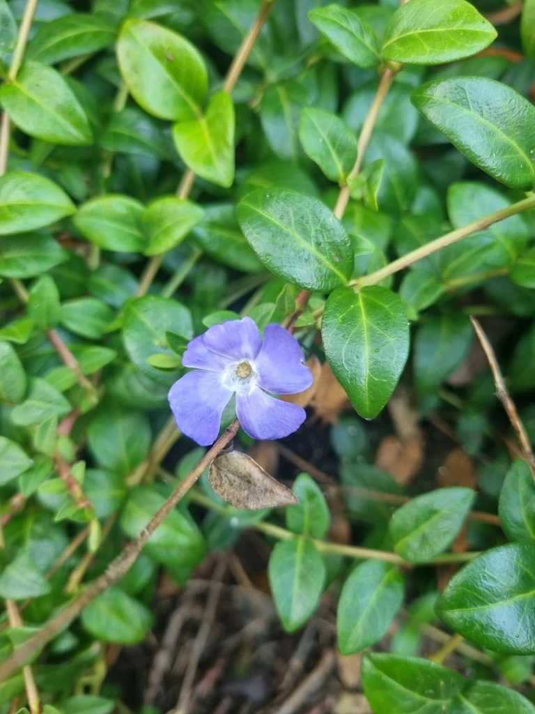 Vinca Minor