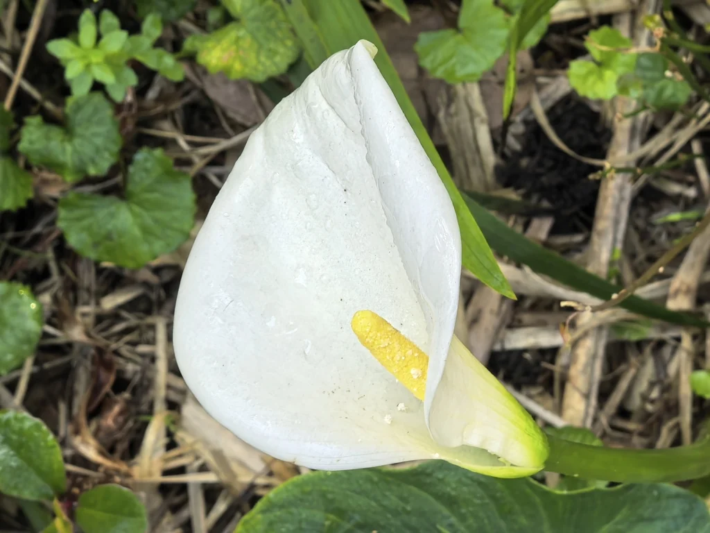 Zantedeschia Aethiopica
