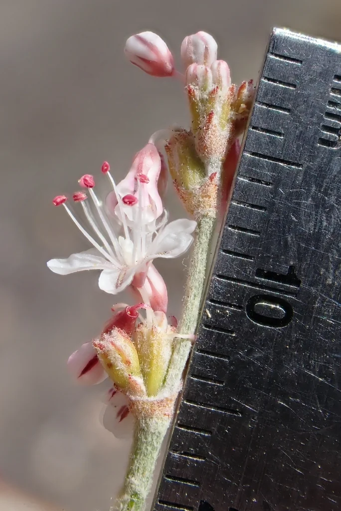 Eriogonum Wrightii