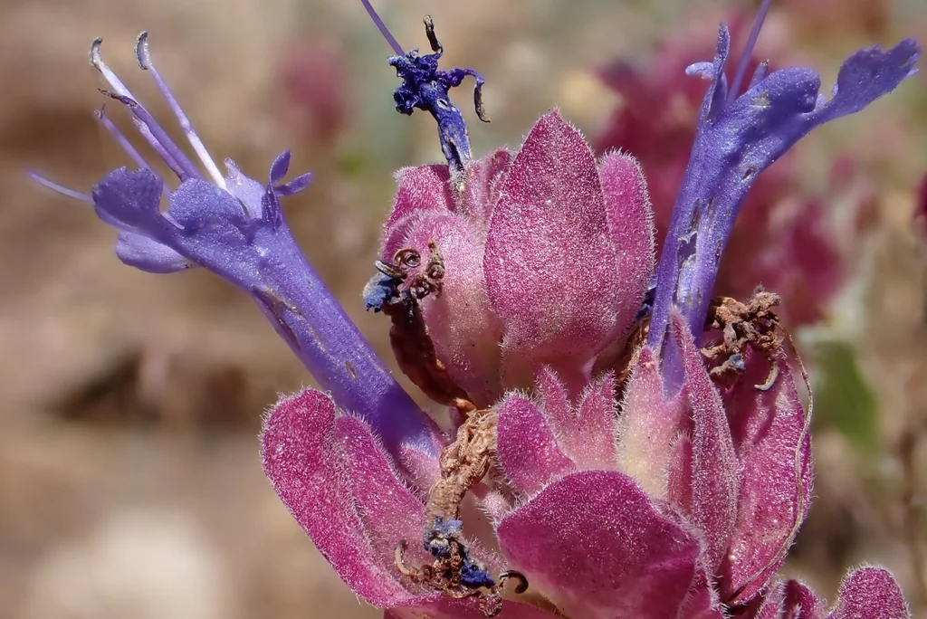 Salvia dorrii