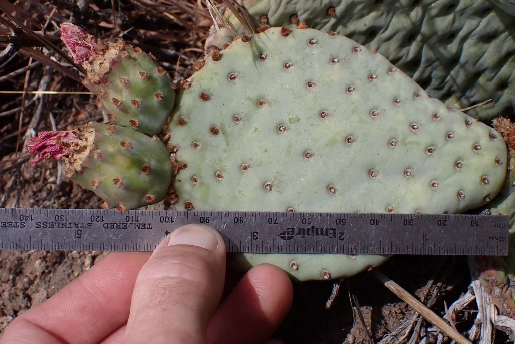 Opuntia Basilaris