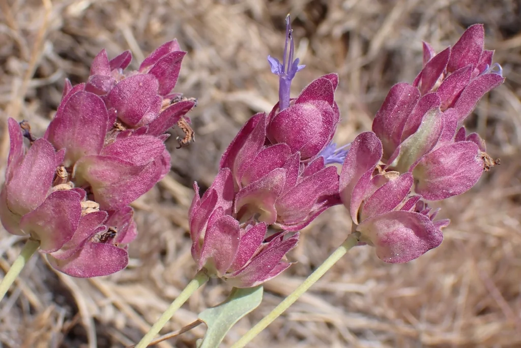 Salvia dorrii