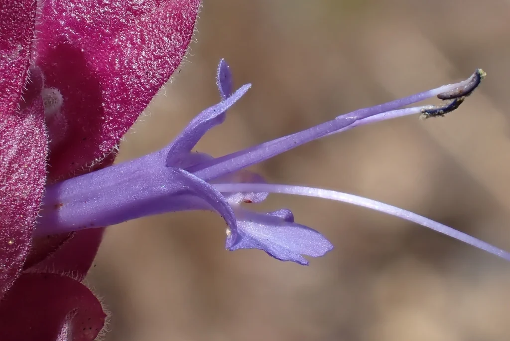 Salvia dorrii
