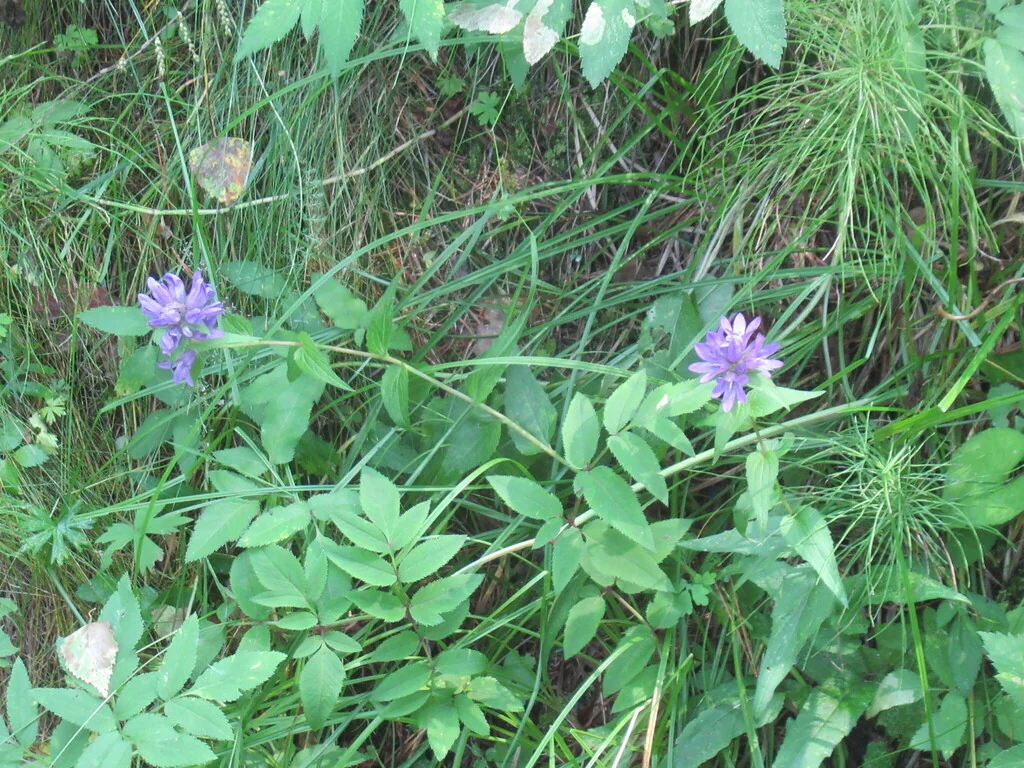 Campanula glomerata